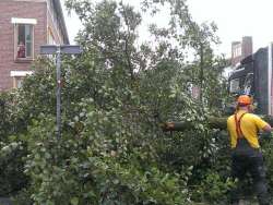 bomen rooien